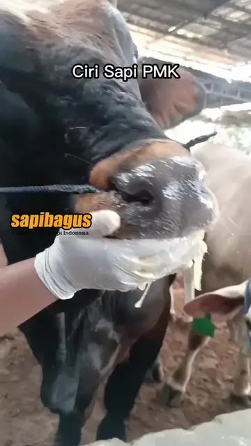 Ciri-Sapi-PMK-